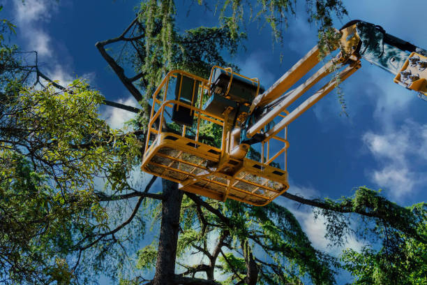 Tree Removal for Businesses in Brittany Farms The Highlands, PA